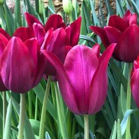 Merlot Tulip (Tulipa Merlot) Img 4